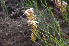 Stylidium scariosum