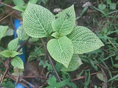 Fittonia albivenis