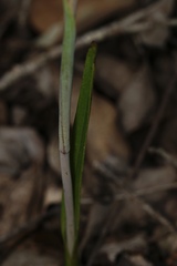 Thelymitra cornicina