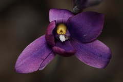 Thelymitra cornicina