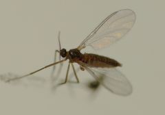 Lestremia