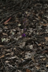 Thelymitra cornicina