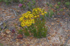 Verticordia rutilastra