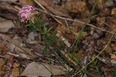 Pimelea rosea