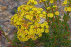 Verticordia rutilastra