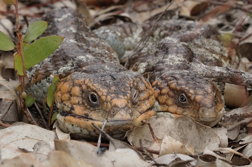Shingleback, Western Australia, AU, photo 6 of 10