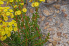 Verticordia rutilastra