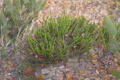 Tetratheca confertifolia