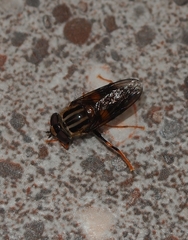 Helophilus antipodus