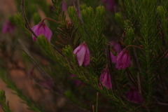 Tetratheca confertifolia