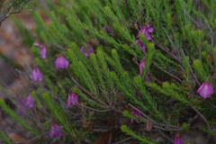 Tetratheca confertifolia