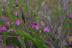 Tetratheca confertifolia