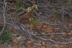 Stylidium diuroides paucifoliatum