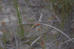 Metaballus frontalis