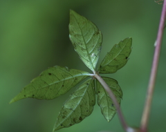 Gynostemma pentaphyllum