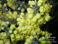 Berberis fortunei