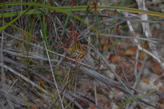 Metaballus frontalis