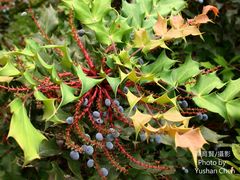 Berberis fortunei