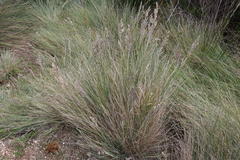 Poa poiformis