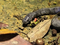 Pareas margaritophorus