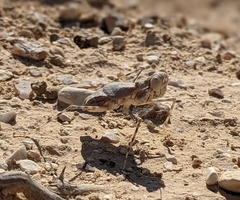 Eremiaphila brunneri