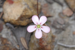 Drosera spilos