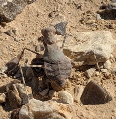 Eremiaphila brunneri