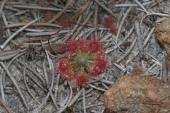 Drosera spilos