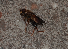 Helophilus antipodus
