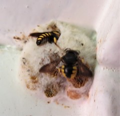Micranthidium
