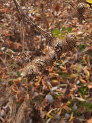 Arctium × nothum