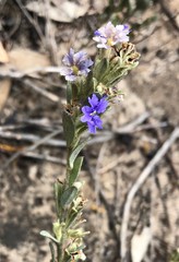 Dampiera lanceolata