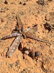 Ledebouria apertiflora