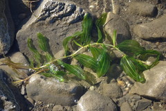 Potamogeton perfoliatus