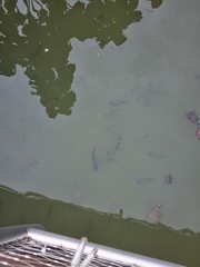 Heterotilapia buettikoferi