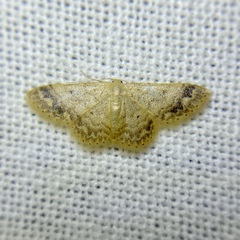 Idaea pilosata