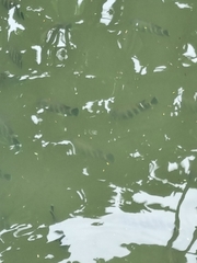 Heterotilapia buettikoferi