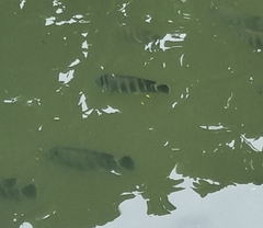 Heterotilapia buettikoferi