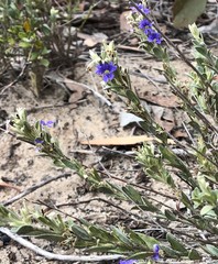 Dampiera lanceolata