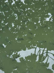 Heterotilapia buettikoferi