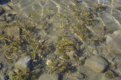 Potamogeton perfoliatus
