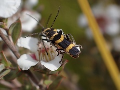 Chauliognathus variegatus