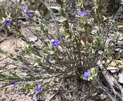 Dampiera lanceolata