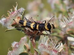 Chauliognathus variegatus