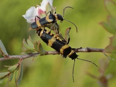 Chauliognathus variegatus
