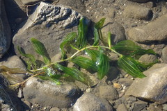 Potamogeton perfoliatus