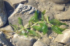 Potamogeton perfoliatus