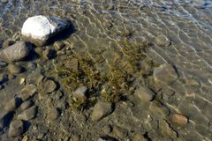 Potamogeton perfoliatus