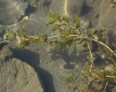 Potamogeton perfoliatus