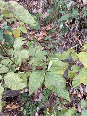 Ptelea trifoliata mollis